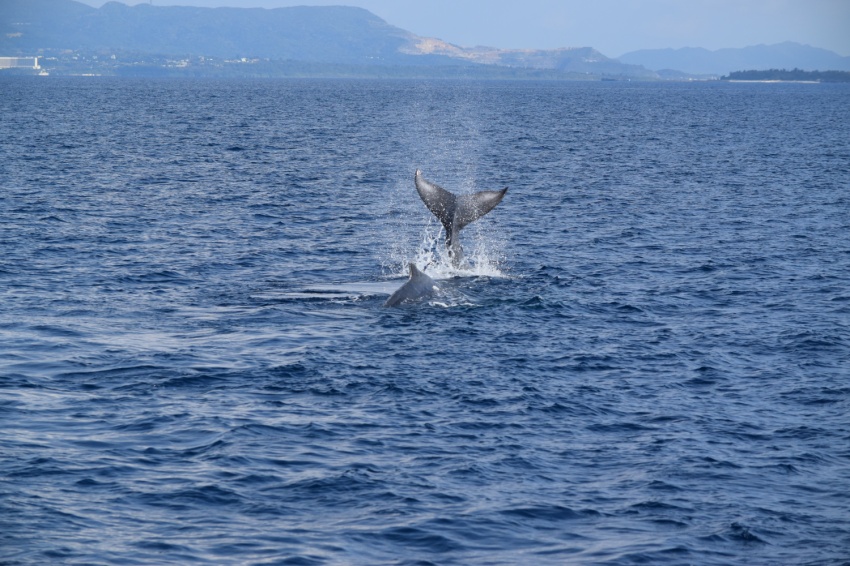 クジラ発見🐳【沖縄マリンスポーツ専門店★水納島マーメイド】