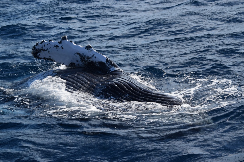 春よこい🌺【沖縄マリンスポーツ専門店★水納島マーメイド】