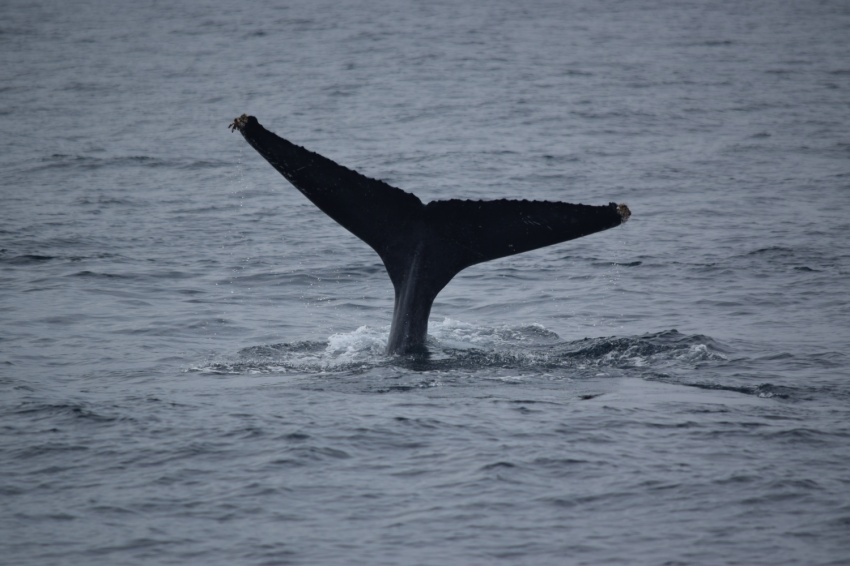曇り空でも⛅【沖縄マリンスポーツ専門店★水納島マーメイド】