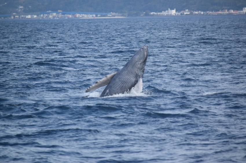 春の陽気🍃【沖縄マリンスポーツ専門店★水納島マーメイド】