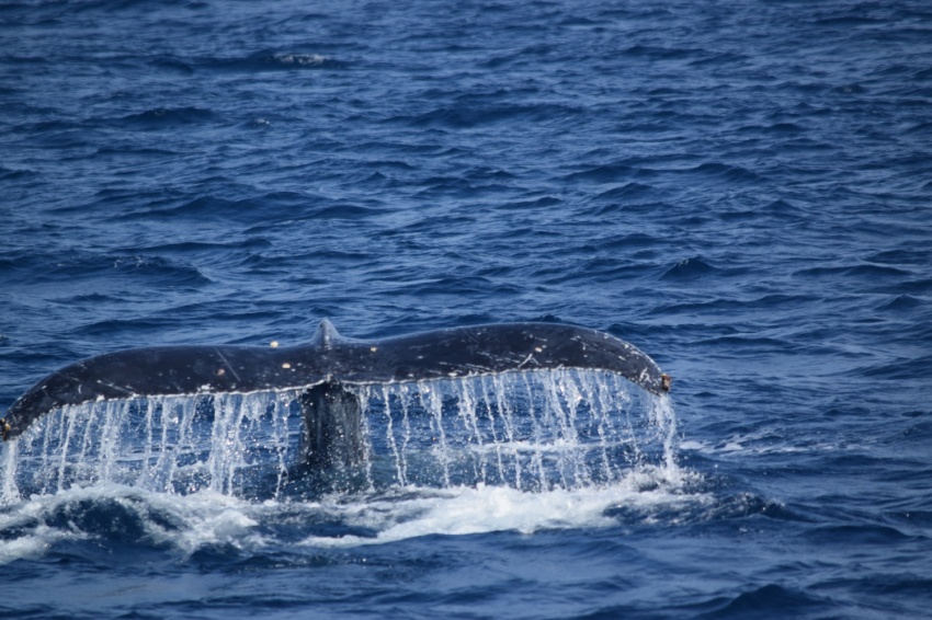 良い天気☀【沖縄マリンスポーツ専門店★水納島マーメイド】