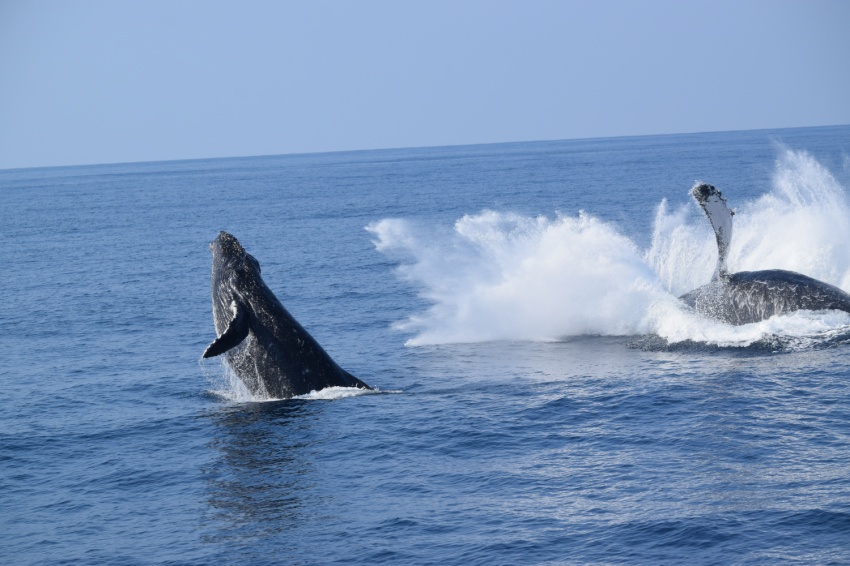 くじら大暴れ🐳【沖縄マリンスポーツ専門店★水納島マーメイド】