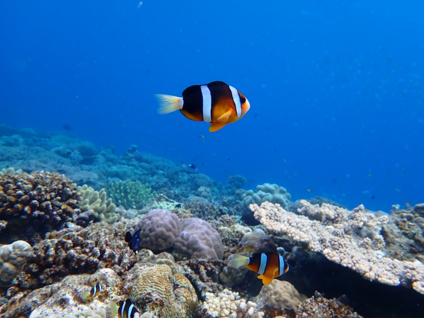 短い春休みがもう終わっちゃいますね🥺【沖縄マリンスポーツ専門店★水納島マーメイド】