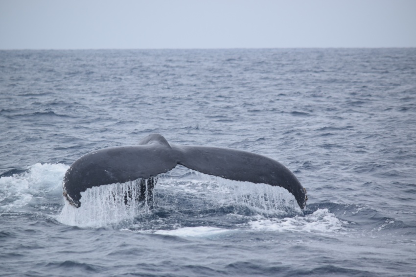 ホエールウォッチングは3月いっぱい！【沖縄マリンスポーツ専門店★水納島マーメイド】