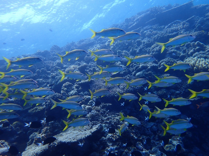 海の中は別世界🐠✨【沖縄マリンスポーツ専門店★水納島マーメイド】